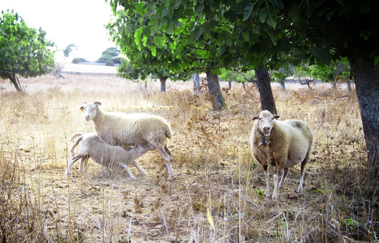 Agroturismo Can Pere Rei 손 세라 데 마리나 외부 사진